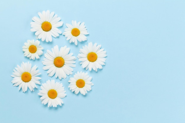 Capolini di fiori di camomilla su sfondo blu