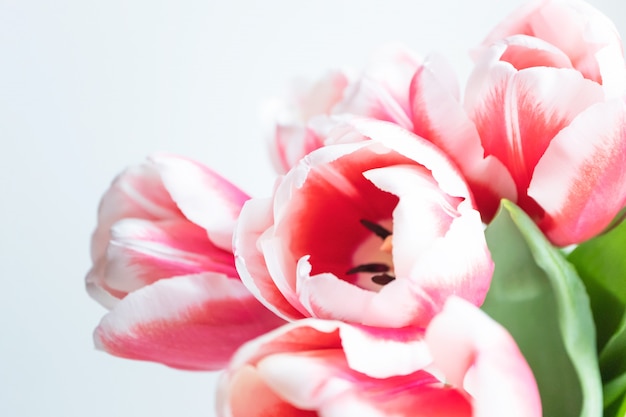 Capolino aperto del tulipano con lo spazio della copia. Mazzo delicato di festa della primavera sulla parete bianca, orizzontale. Modello per cartolina, banner