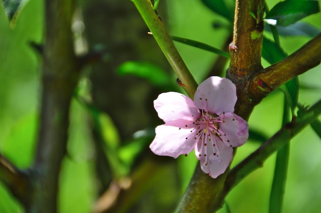 capolino rosa di pesco sbocciante isolato su ramoscello, macro