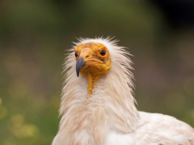 Capovaccaio (Neophron percnopterus)