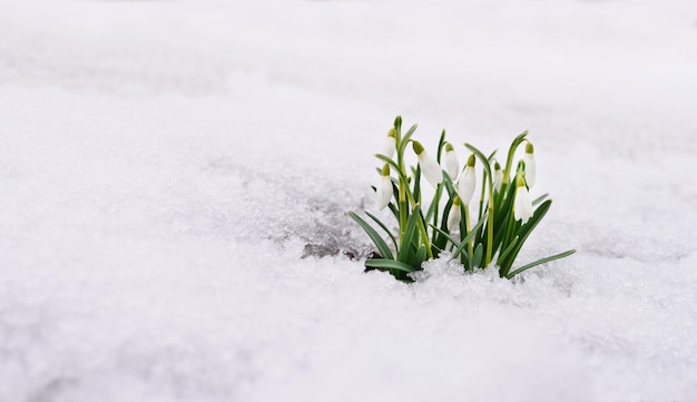 Cappella di neve e neve