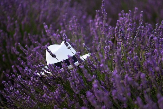 Cappello bianco in un campo di lavanda in Provenza