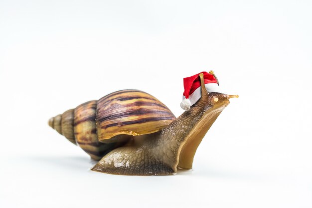 Cappello di Natale con lumache su sfondo bianco