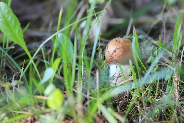 Cappello rosso commestibile di funghi