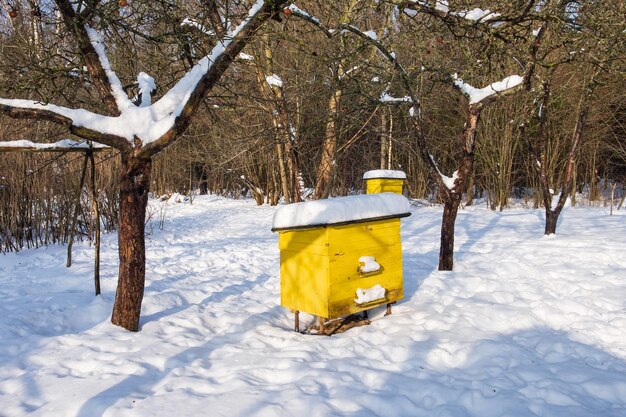 Cappucci da neve sugli alveari in inverno in giardino in una giornata di sole