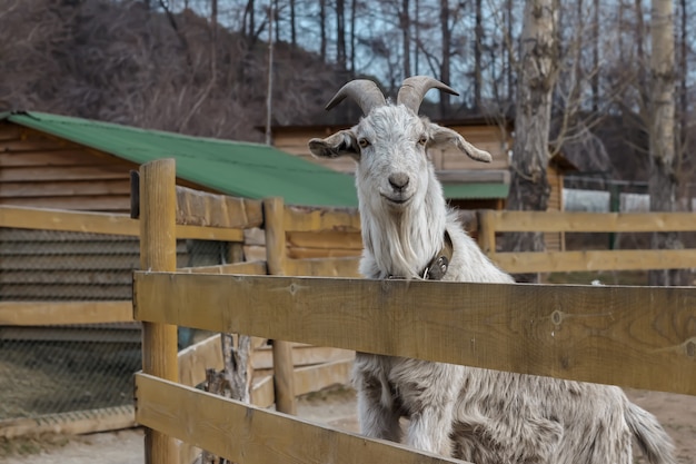 Capra adulta con le corna che stanno nell&#39;uccelliera dietro una rete fissa di legno.