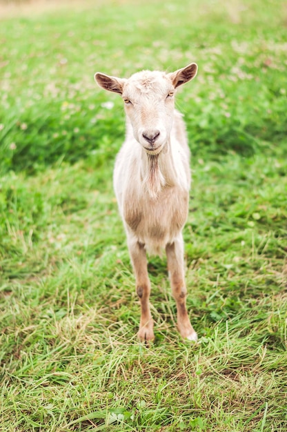 capra al pascolo in natura agricoltura biologica