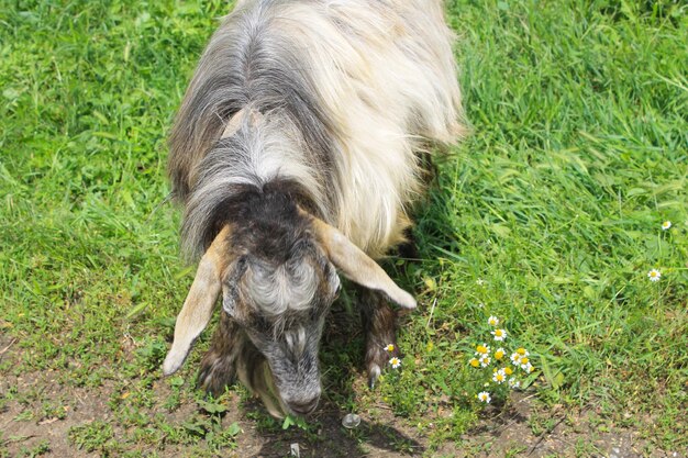 Capra al pascolo