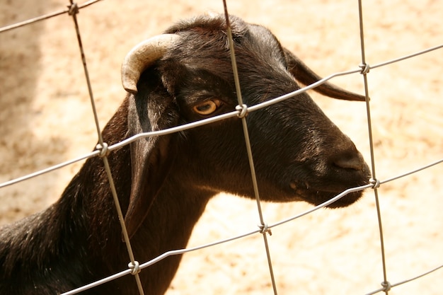 Capra allo zoo