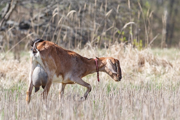 Capra anglo nubiana con grande mammella nel bellissimo prato piegato