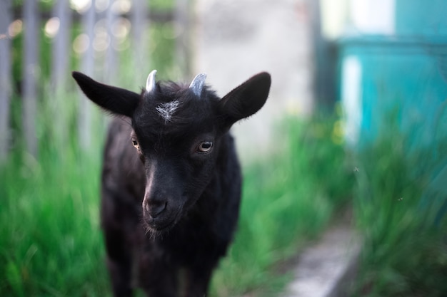 capra bambino nero sul muro di erba verde all'aperto.