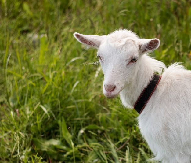 Capra bianca all'aperto, foto degli animali da allevamento