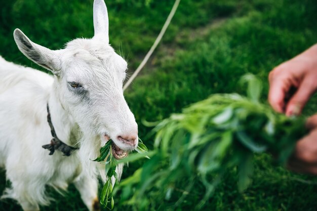 Capra bianca che mangia salice. La donna sta alimentando gli animali domestici nella natura.