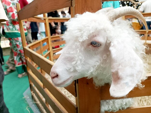 Capra bianca nel fienile capre domestiche nella fattoria carina una capra di lana d'angora