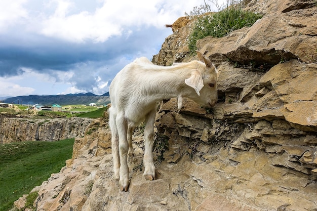 Capra bianca nella valle di Khunzakh sulle rocce Cascate di Khunzakh Daghestan 2021