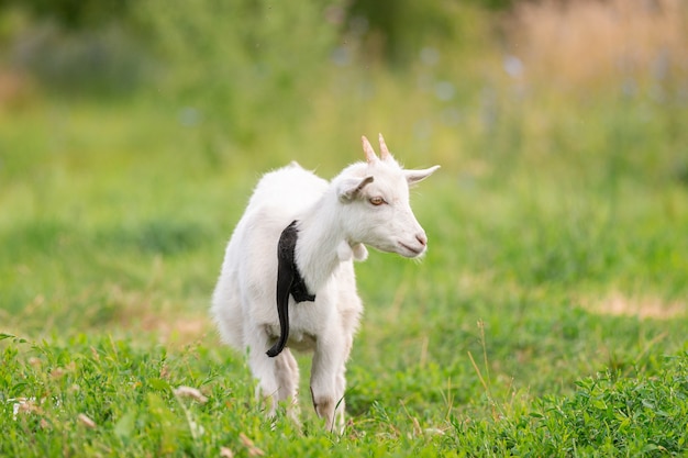 Capra bianca su erba verde in giornata di sole