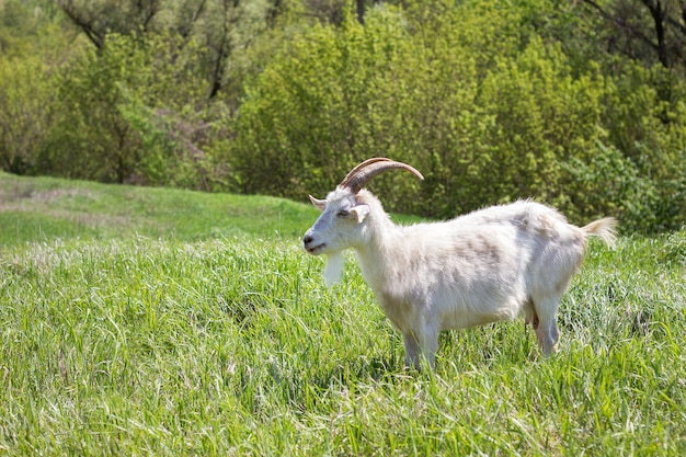 Capra bianca su un prato verde