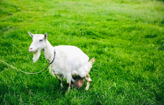 Capra bianca sull'erba. Animali domestici nella natura.