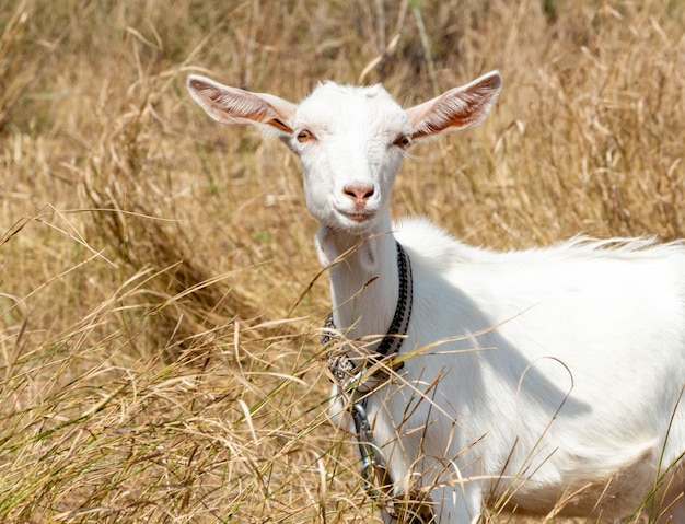 Capra bianca tra piante secche