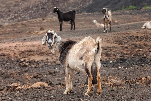 capra carina di profilo in una fattoria a Fuerteventura