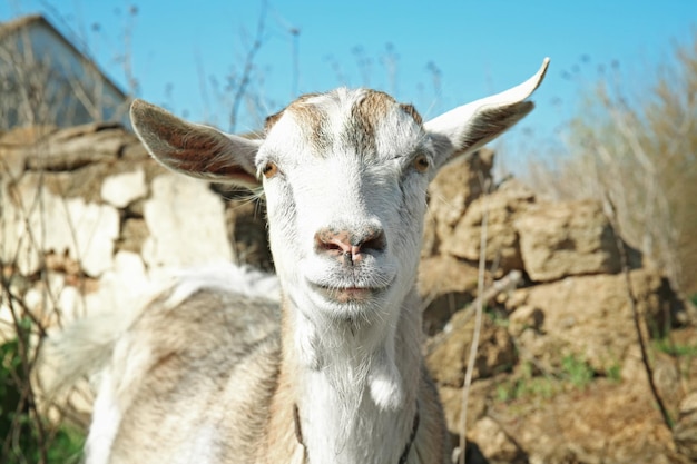 Capra carina nel villaggio