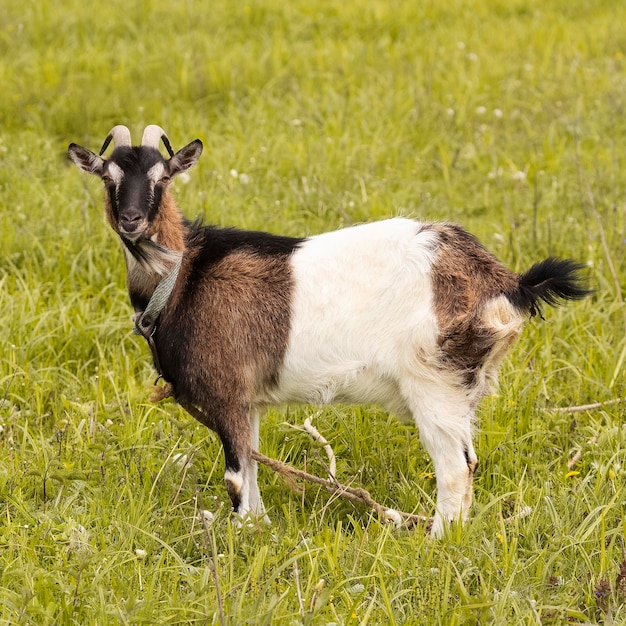 Capra carina sul campo di erba