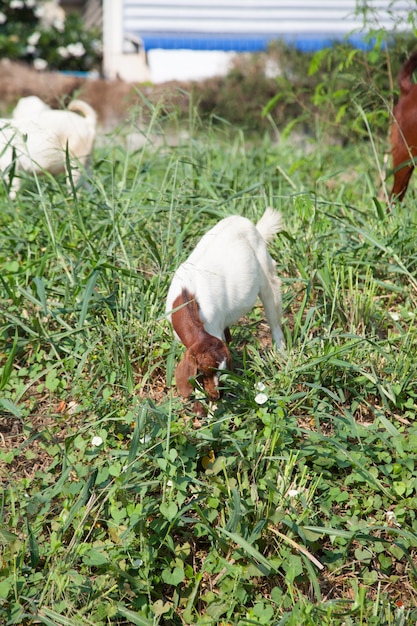 Capra che mangia erba