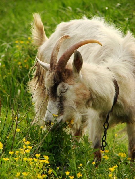 Capra che mangia un&#39;erba in un campo.