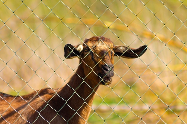 Capra con lunghe orecchie dietro un recinto Vita rurale e concetto di turismo animale divertente