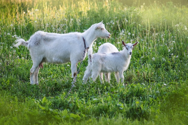 Capra con un capretto La famiglia delle capre viene pascolata su un prato verde Madre capra e i suoi bambini nel villaggio Mandria di capre che camminano in campagna