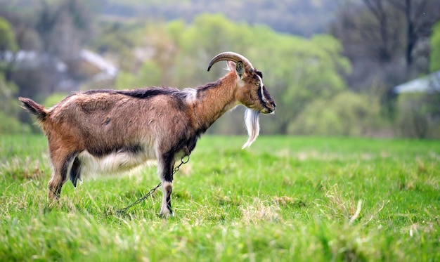 Capra da latte domestica con barba lunga e corna che pascolano su pascoli verdi di fattoria nei giorni estivi Alimentazione di bovini su prati agricoli