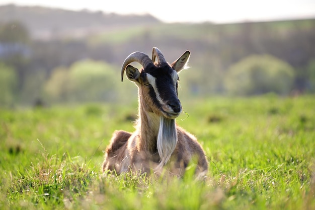 Capra da latte domestica con barba lunga e corna che riposano sull'erba verde del pascolo nei giorni estivi Alimentazione del bestiame sui prati della fattoria