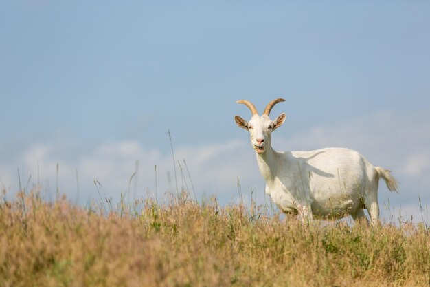 Capra da latte su un pascolo