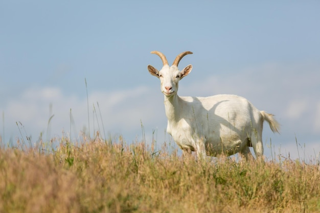 Capra da latte su un pascolo