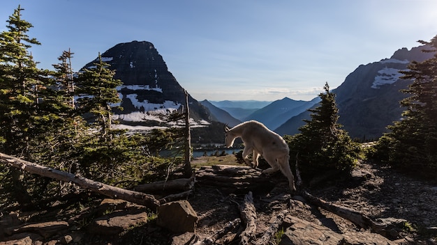 Capra di montagna al Glacier National Park