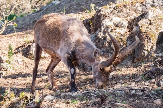 Capra di montagna Capra pyrenaica hispanica nel parco naturale di cazorla Jaen Spagna