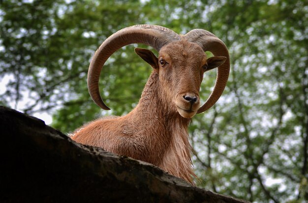 Capra di montagna con bighorn