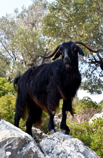 Capra di montagna nel suo habitat