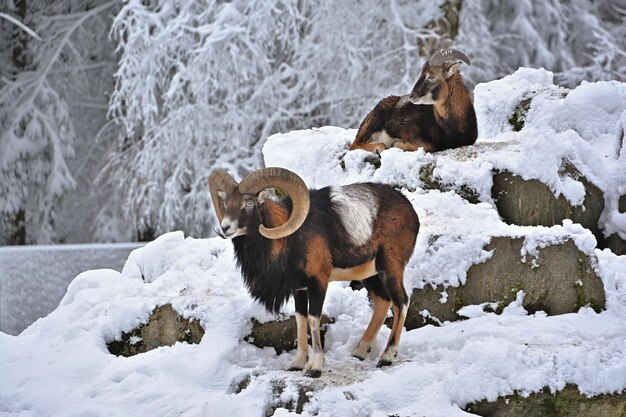 capra di montagna nella neve