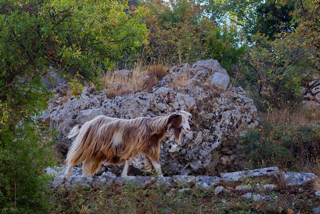 capra di montagna