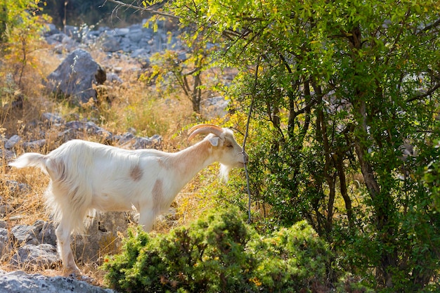 capra di montagna