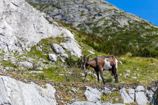 capra di montagna