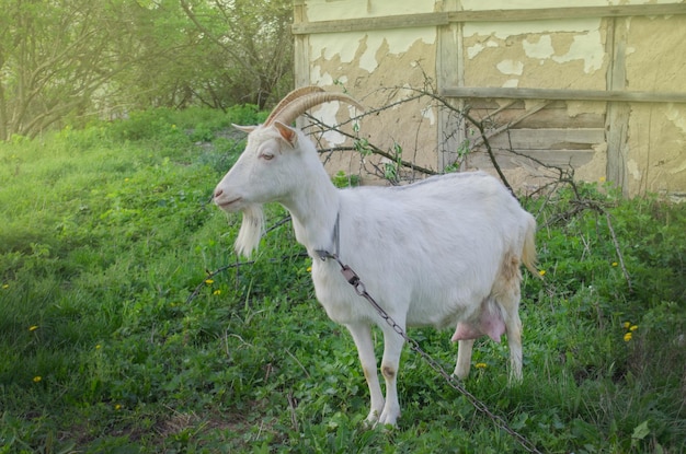 Capra domestica in un cote Capre adulte nel fienile Doat in posa in un'area aperta del fienile