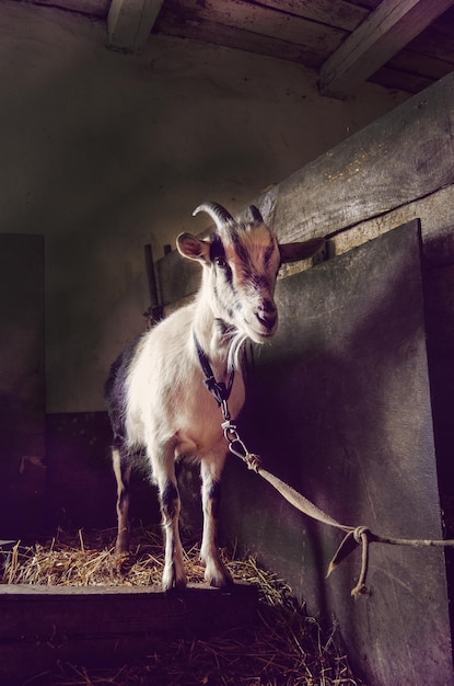 Capra domestica in un cote Capre adulte nel fienile Doat in posa in un'area aperta del fienile