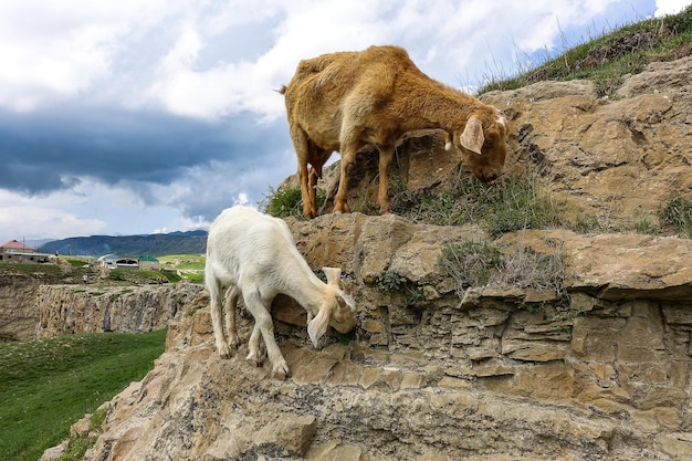 Capra e pecora bianche nella valle di Khunzakh sulle rocce Cascate di Khunzakh Daghestan 2021