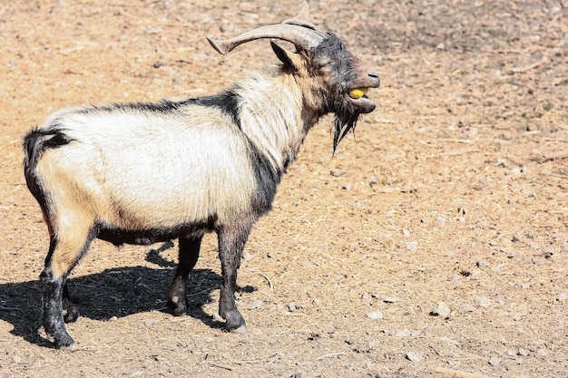 Capra felice nello zoo in natura