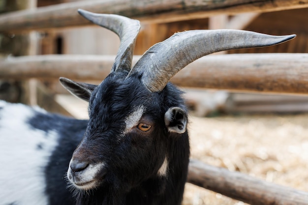 Capra gallese con corna grandi e affilate uno zoo con insoliti animali erbivori