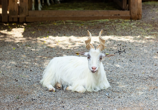 Capra Girgentana (Capra aegagrus hircus)