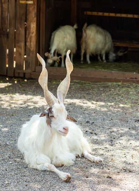 Capra Girgentana (Capra aegagrus hircus)