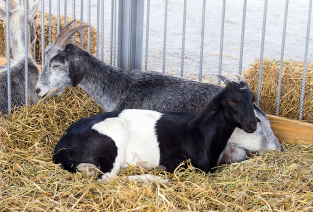 Capra grigia e capra bianca e nera si sdraiano sul fieno nel paddock. Allevamento di capre in fattoria